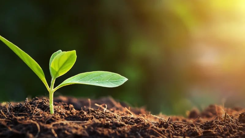 Earth Magic: Grounding with the Element of Stability and Abundance